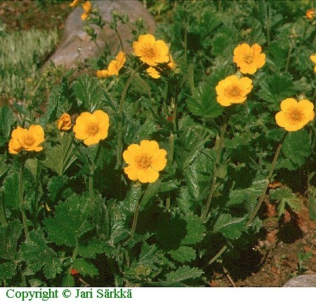  Geum montanum 